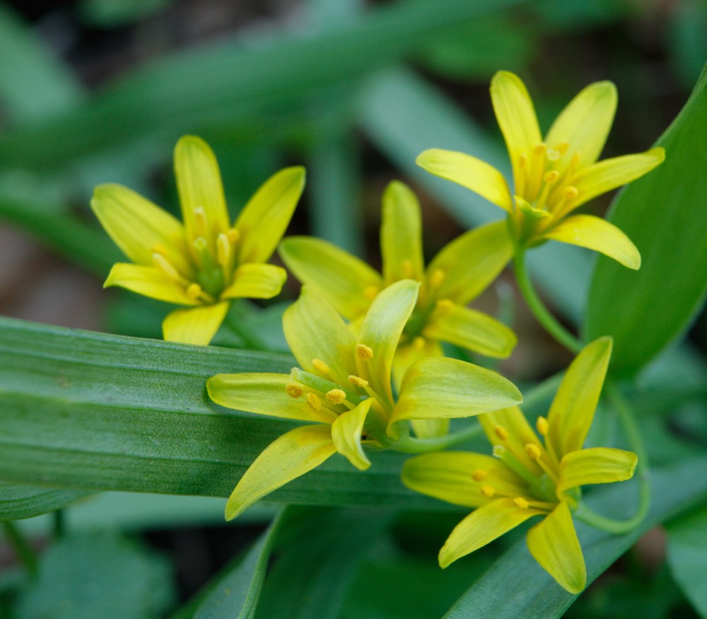 alby_skogen_oest_gullstjerne_alby_makro_0571_crop